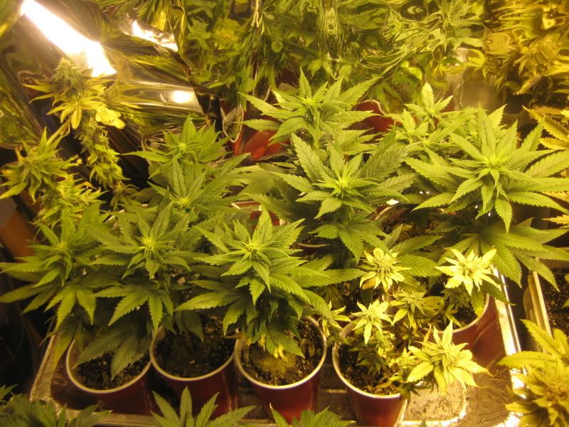 plants301.jpg