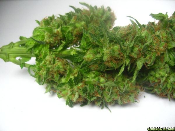 Blueberry_Maincola_Harvest_010.jpg