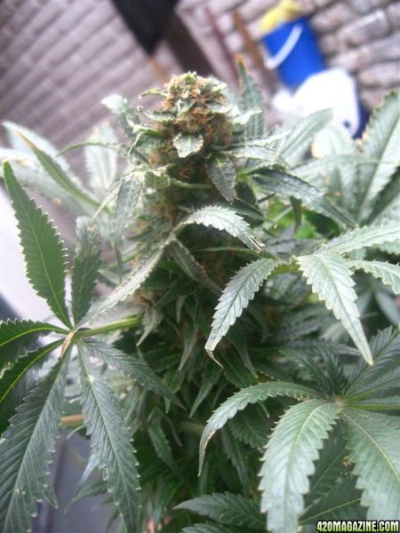 Blueberry_Maincola_Harvest_003.jpg
