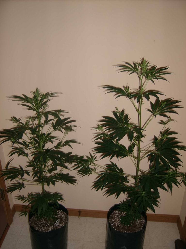 46cbd1a0.jpg