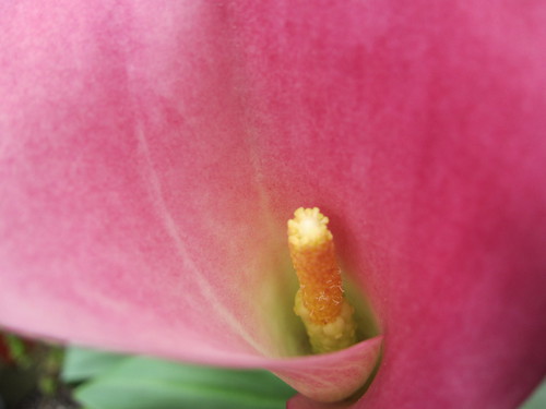 7162606132_dae673d706.jpg