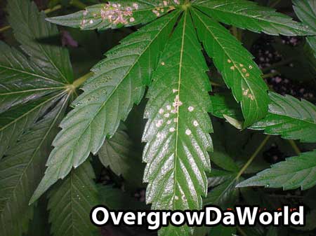 leafhopper-damage-cannabis-leaf-sm.jpg