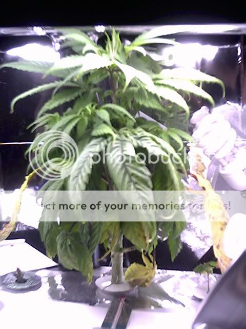 Sample_20.jpg