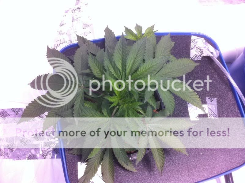 plant2end-1.jpg