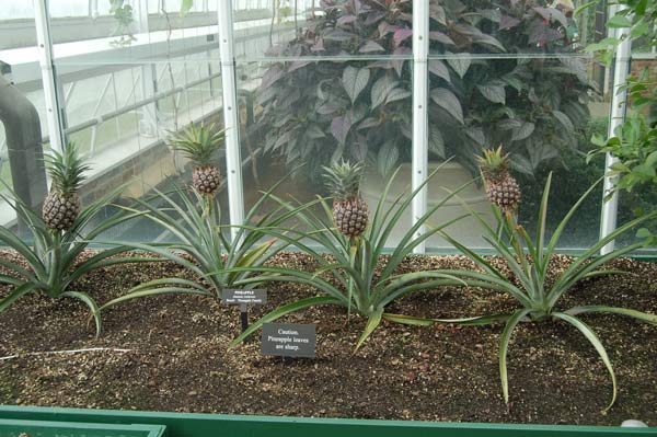 Longwood_Pineapples.jpg