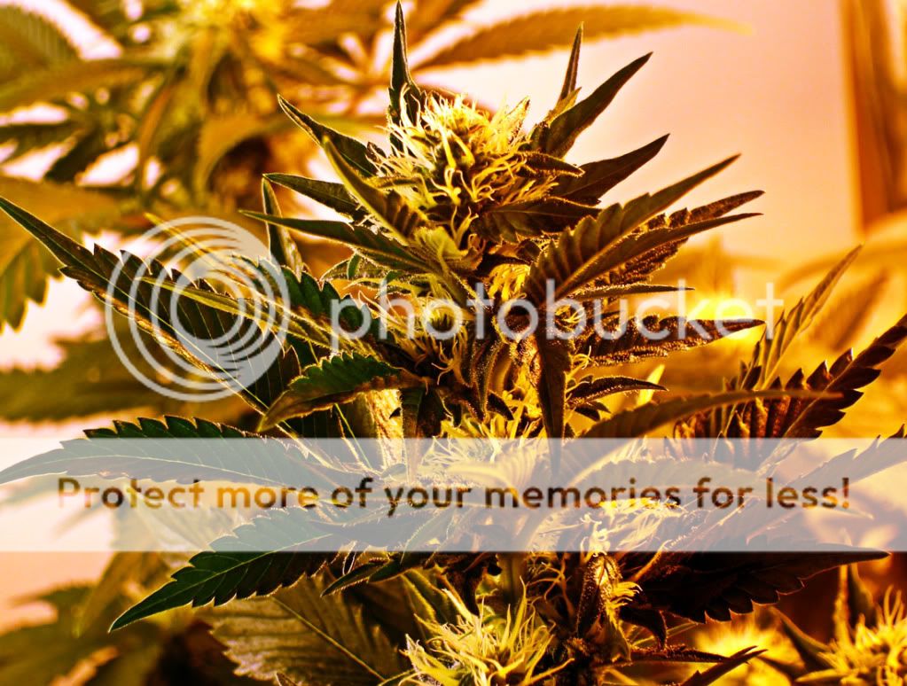 purps.jpg