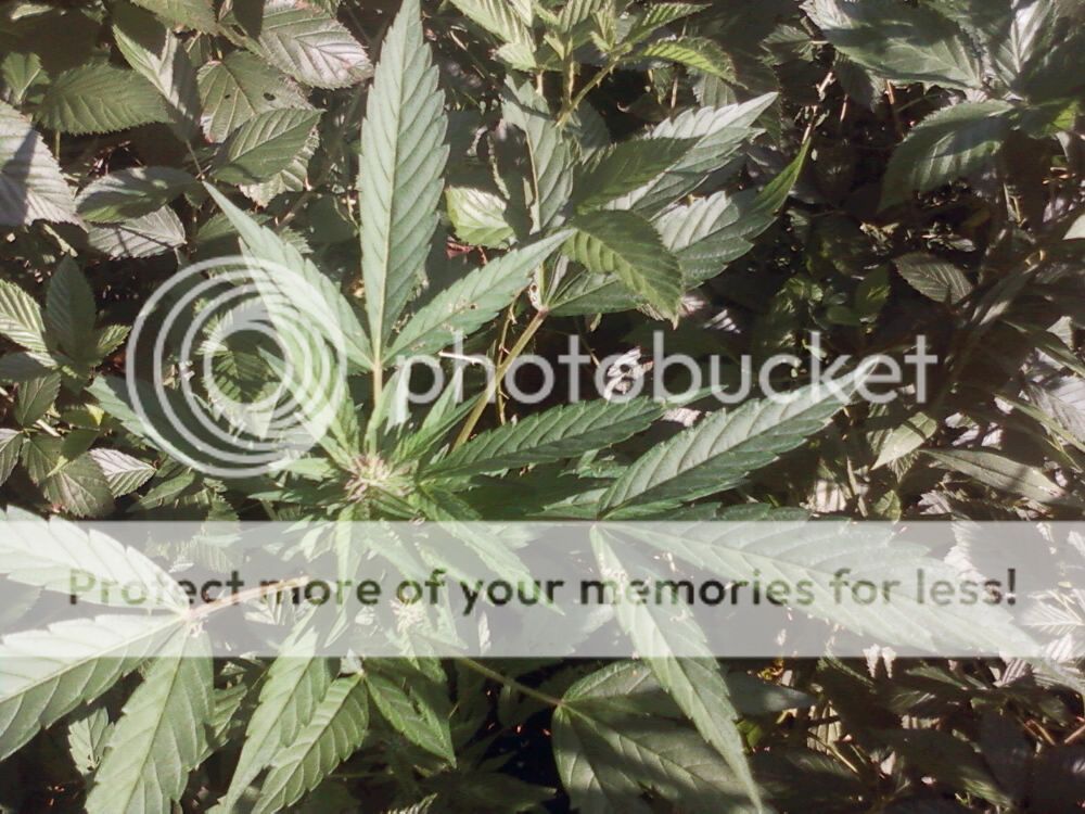 Photo578_zps6df3dbfc.jpg
