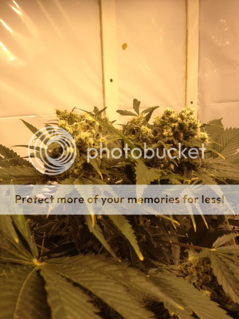 IMG_2939_zps5cf24f60.jpg