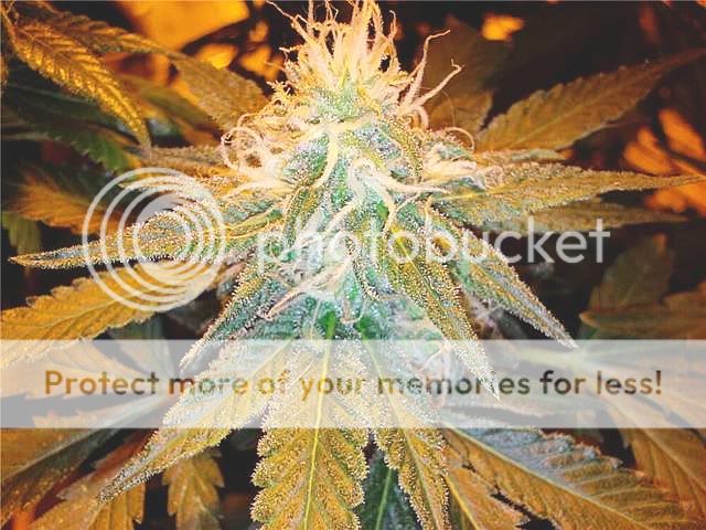 blackberrykush3.jpg