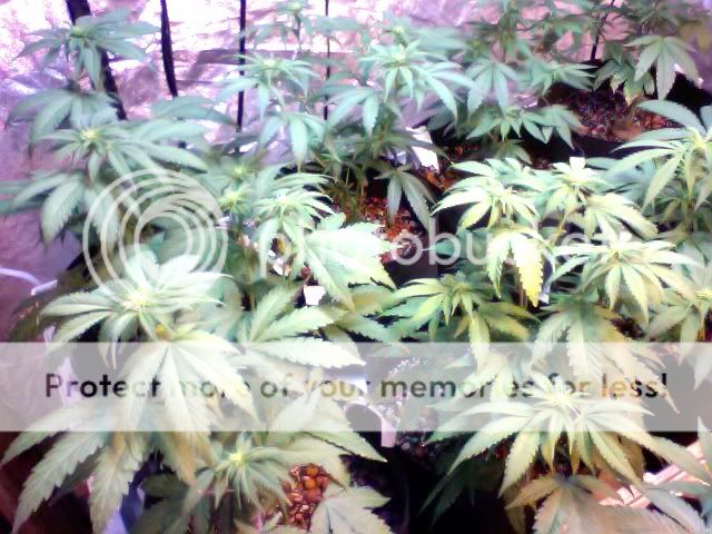 Photo78.jpg