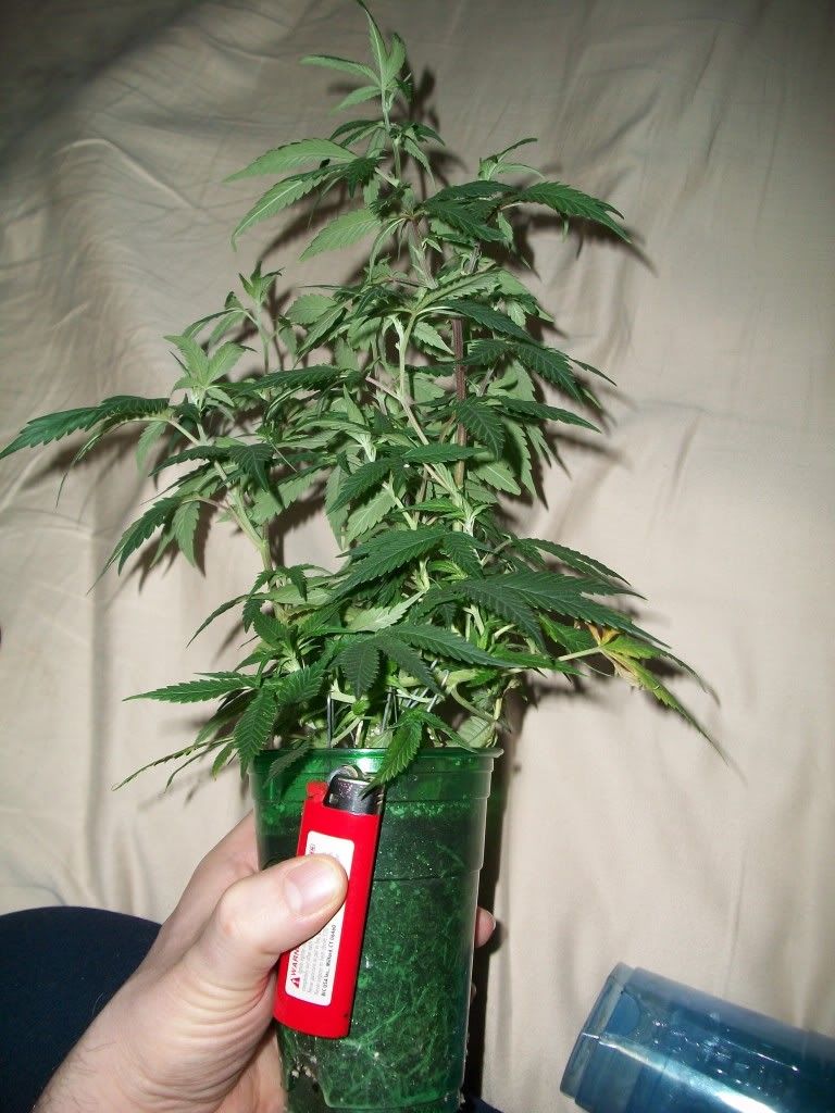 cali53011006.jpg