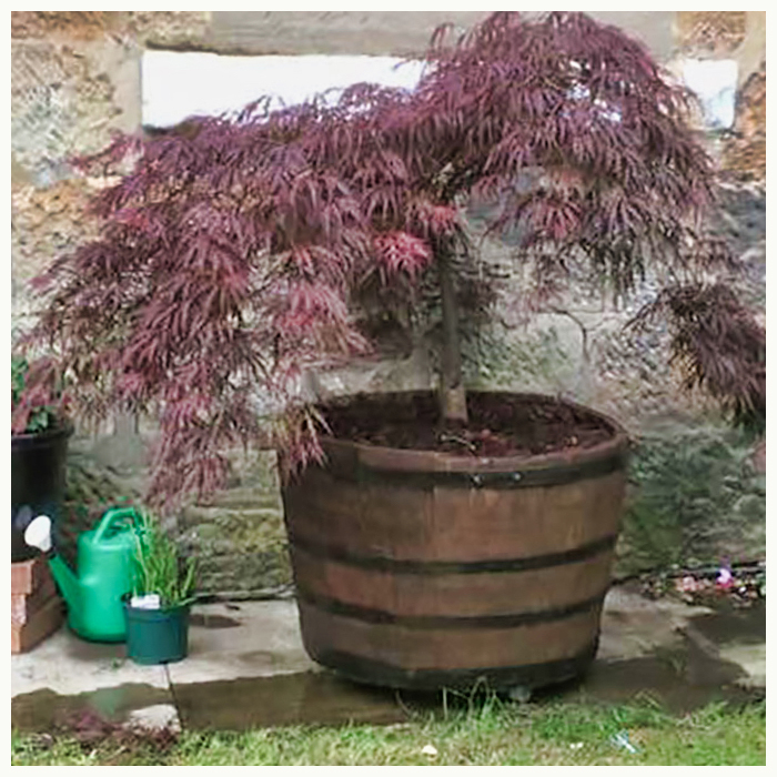 Half Oak Whisky Barrel Tubs for Sale Lanarkshire, Glasgow, Scotland