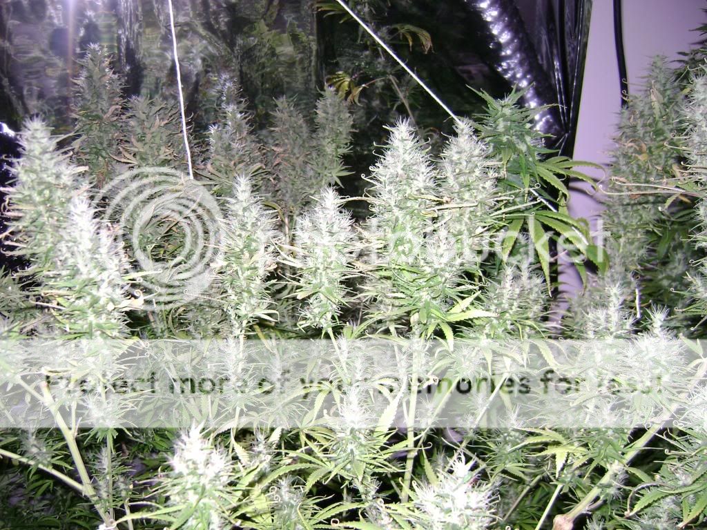 plantproblems077.jpg
