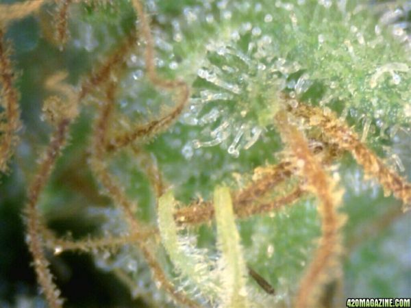 trichs_oct16_2.jpg