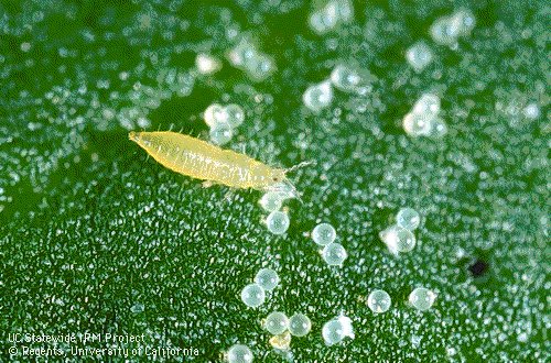 thrips2.jpg