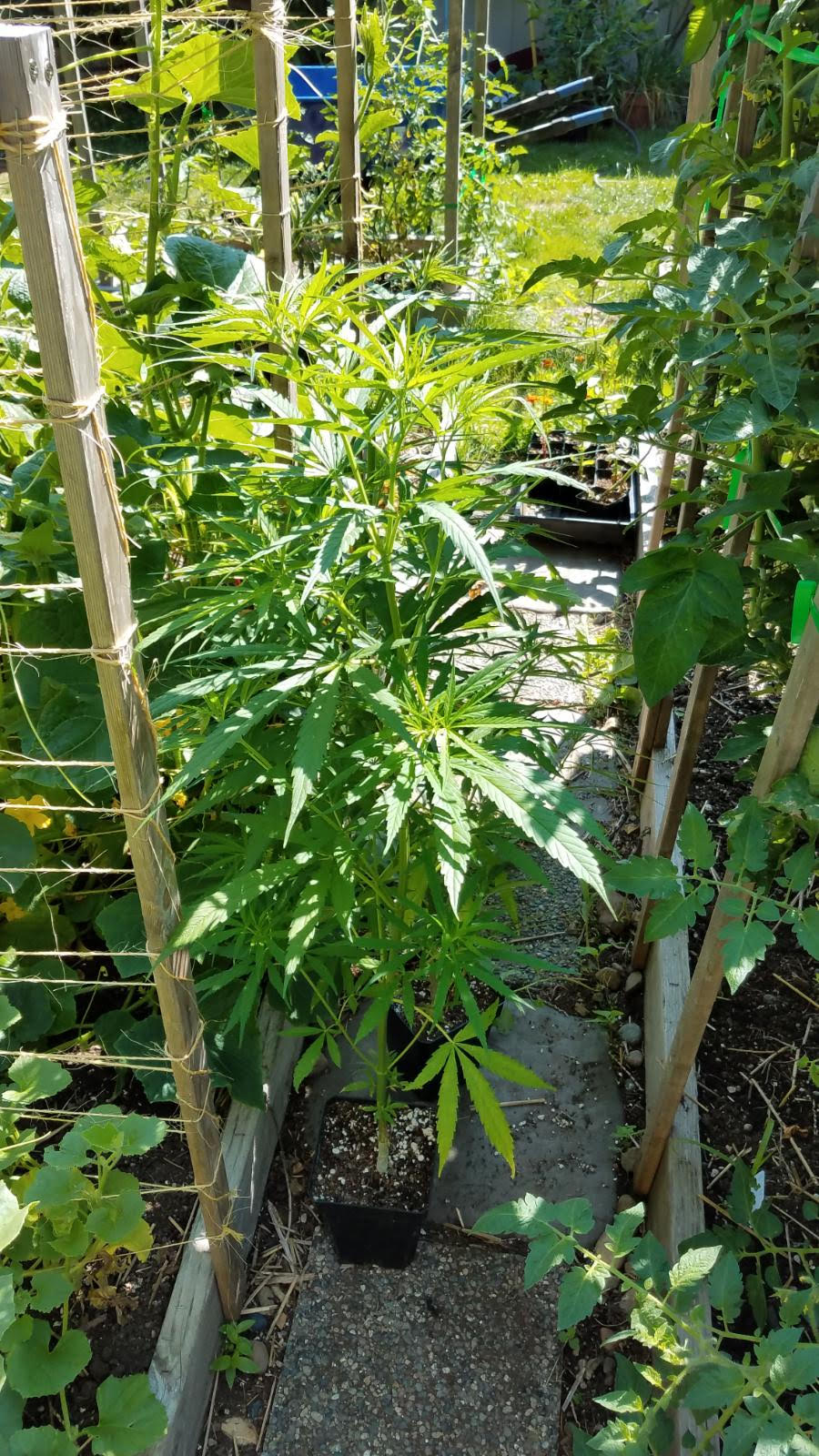 gardengrow.jpg