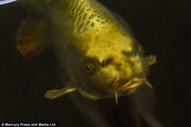 Image result for fish face