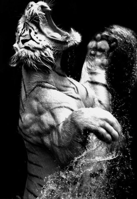 black_white_animal_photography_47.jpg