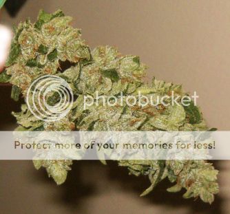 KosherP1Nug.jpg