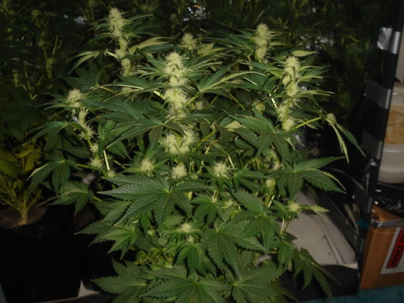 NewBudPorn001.jpg