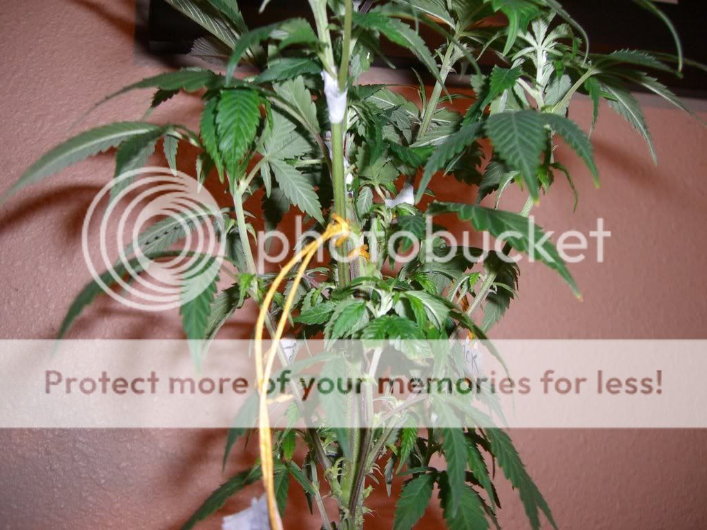 grafts.jpg