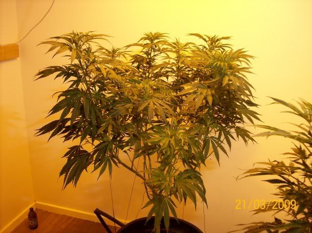 Plants113.jpg