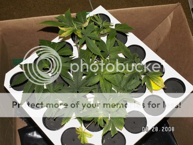 PICT0133.jpg