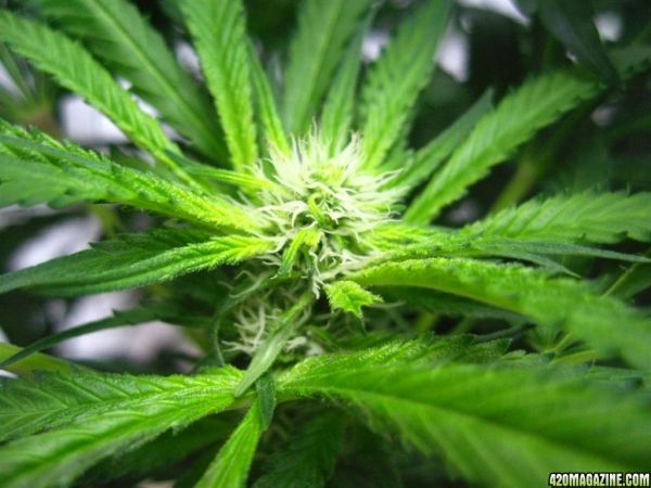 BB_CC_Grow_Update_Sep_13_39_.jpg