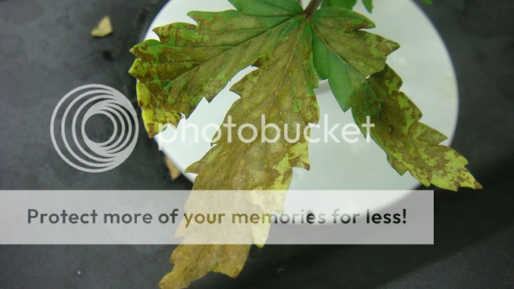 DSC04670.jpg