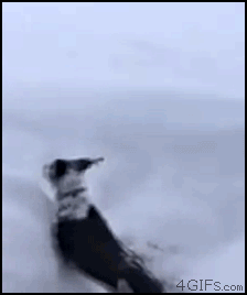 gifs_09.gif