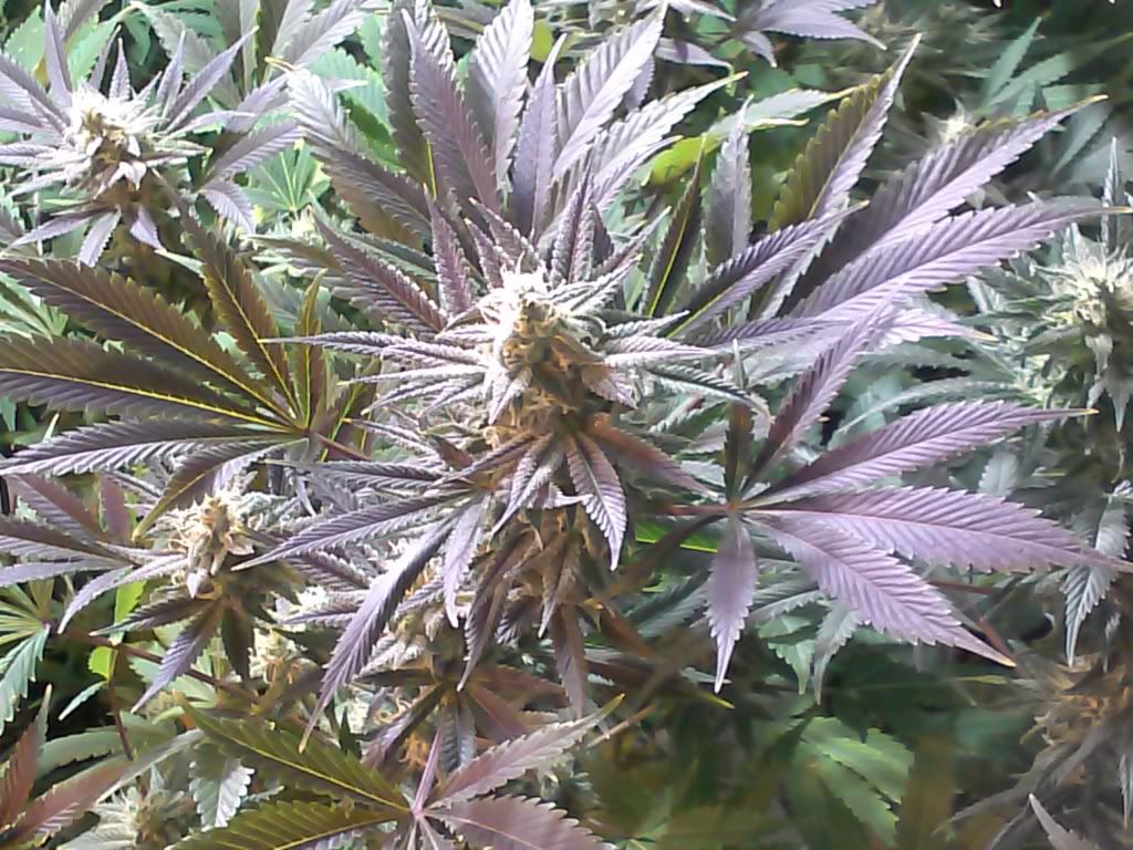 CAM00396_zpsbabf9f41.jpg