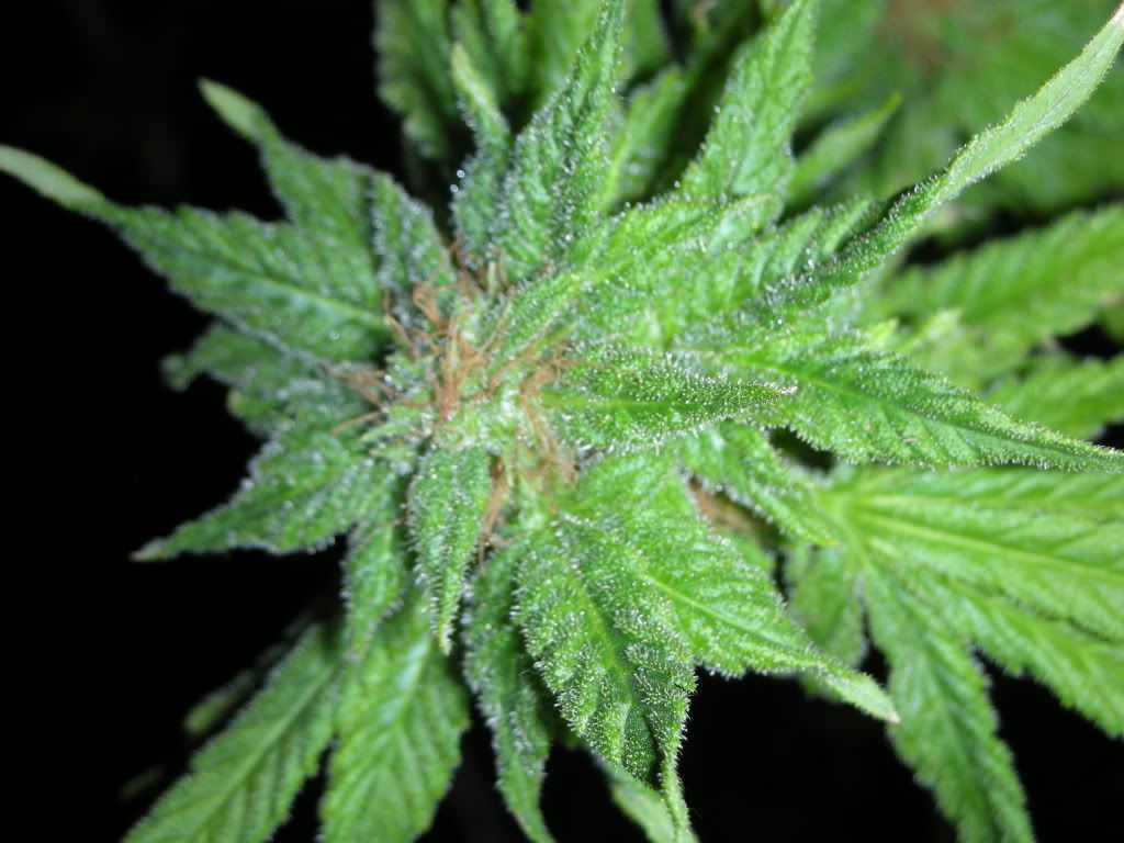 DSCN2936.jpg