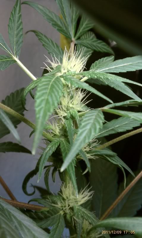 IMAG0078.jpg