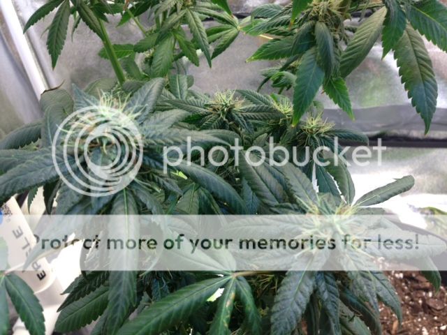 image_3_zpscbd5ccb2.jpeg