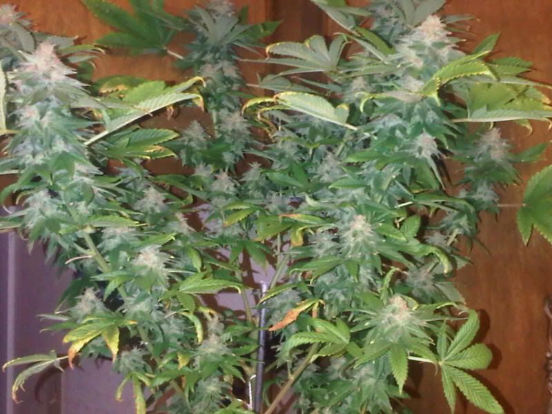 IMG00321-20120119-1836.jpg