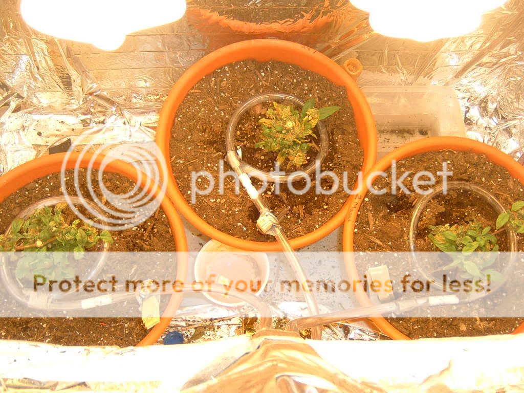 DSCF0005.jpg