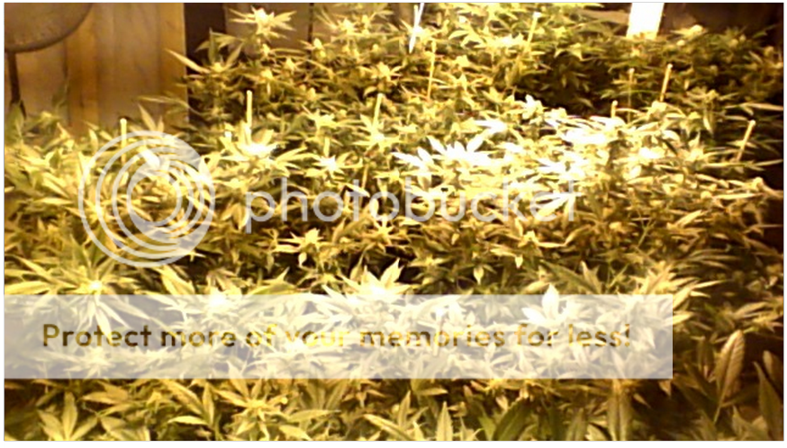 Screenshot2014-05-21at103550PM_zps8c5341a7.png