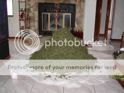 1208587254-pile-of-weed.jpg
