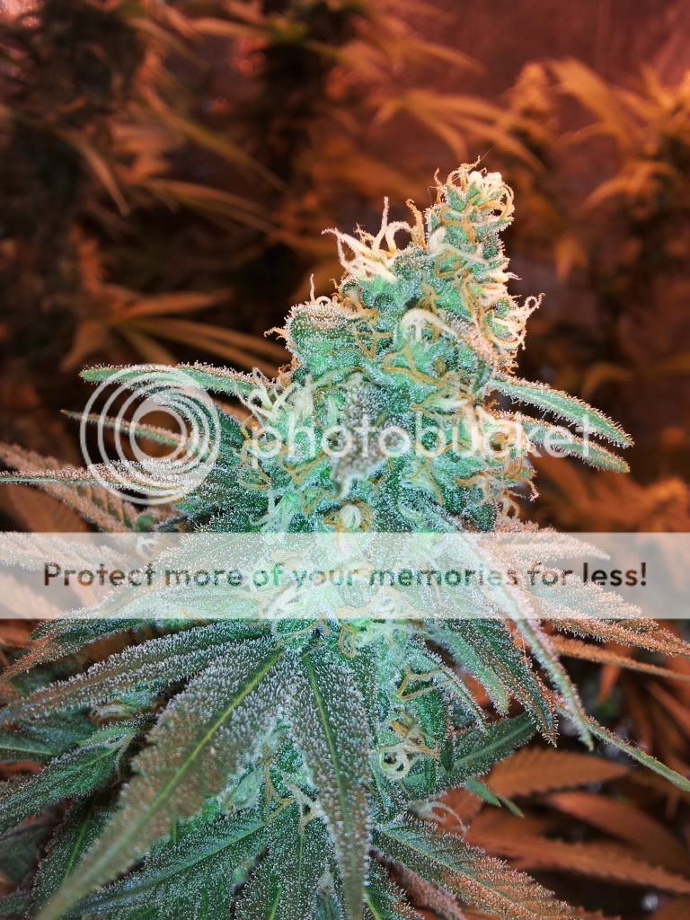 Purplepower125.jpg