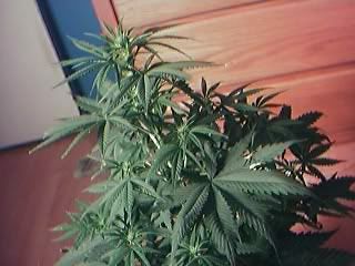 flowering.jpg