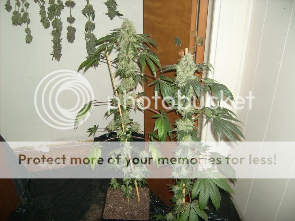 001_zpse9d8f0f7.jpg