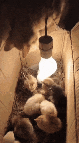1670665249_4.gif