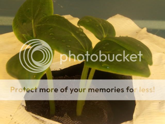 cuke1010.jpg