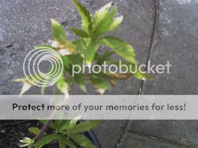 plant2.jpg