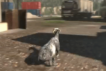 0e9.gif