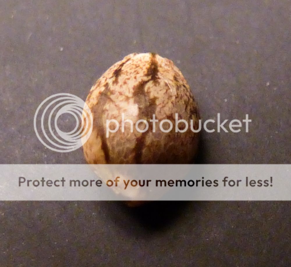 P1050994_zpse4fa9a5e.jpg