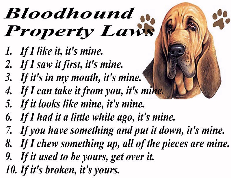 bloodhoundlaws.jpg
