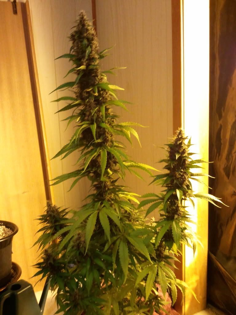 2011-07-10205822.jpg
