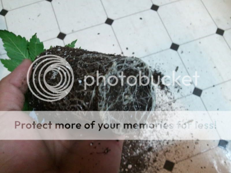 2012-01-17135024.jpg
