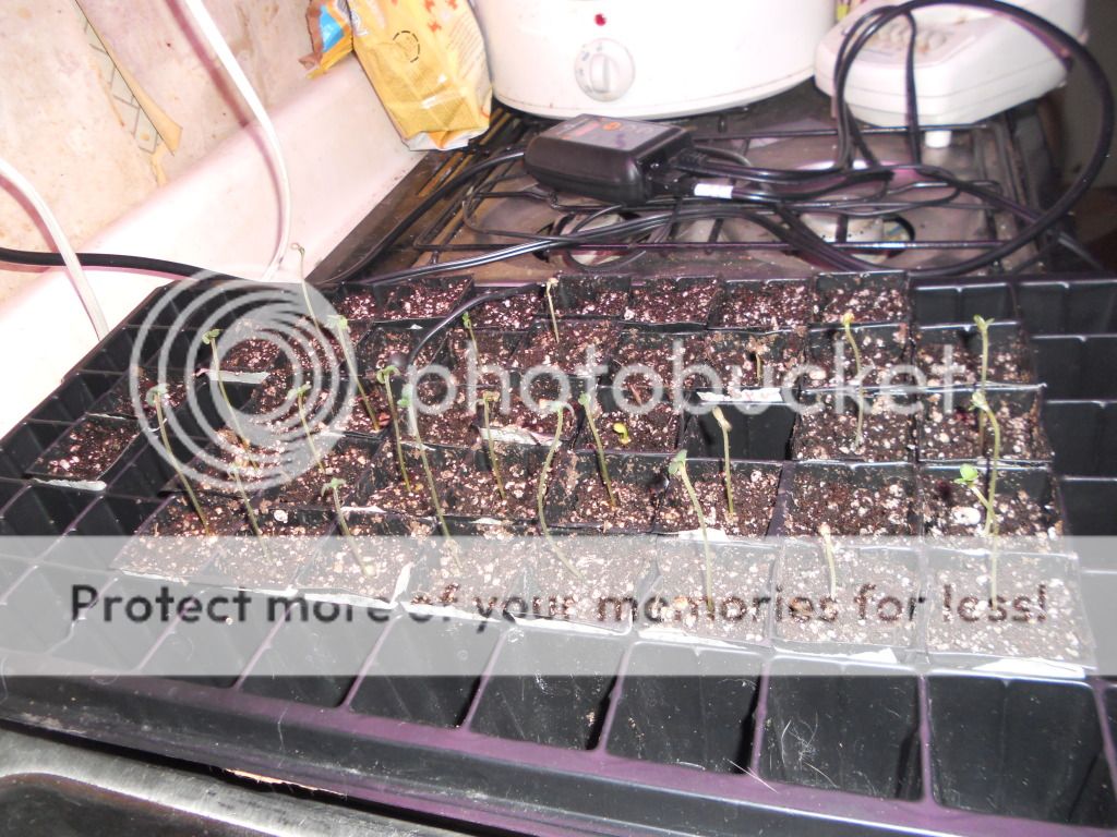 DSCN5230.jpg